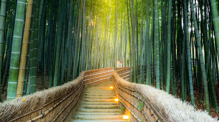 Kyoto Arashiyama Bamboo forest