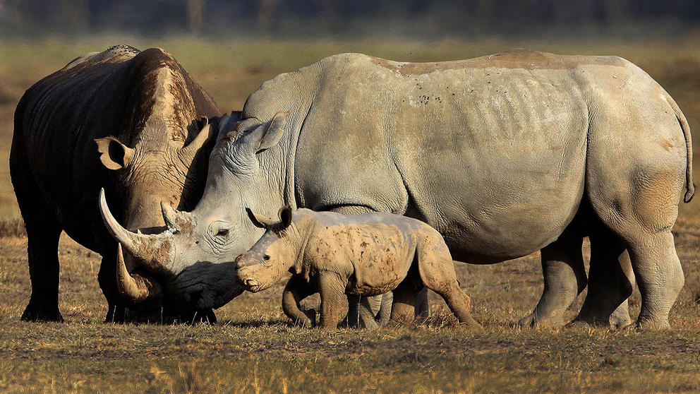 Rhinos, Kenya