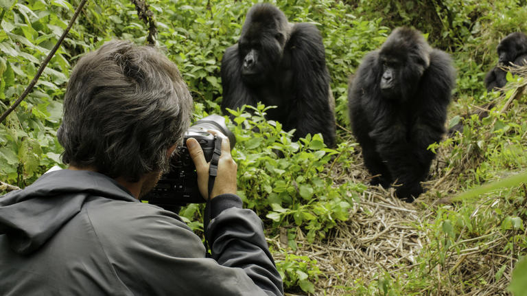 Gorillas, Rwanda
