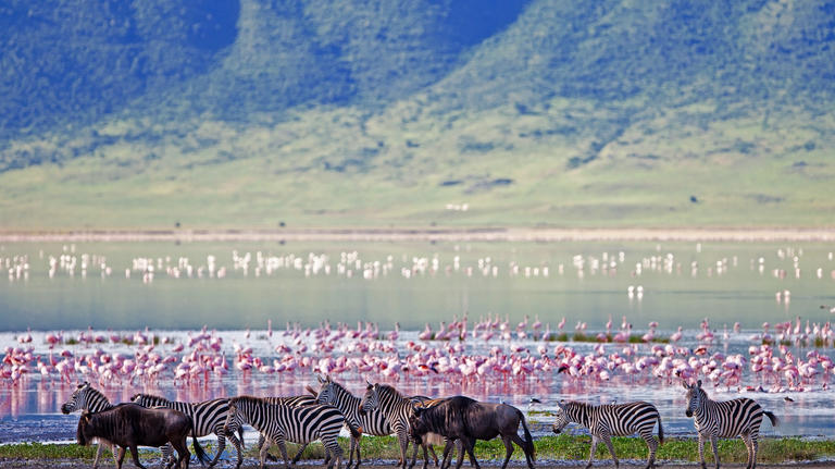 Zebras, wildebeest and flamingos in Ngorongoro Crater