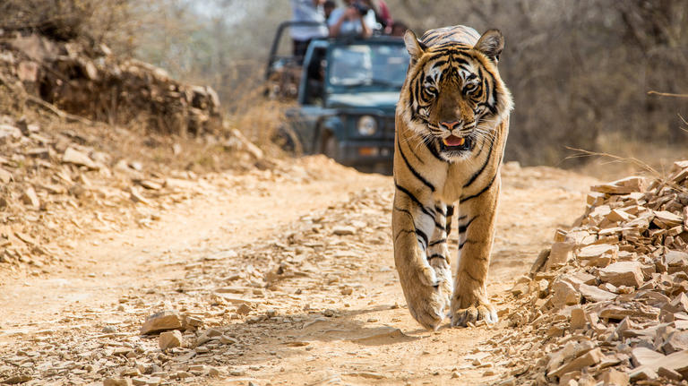 Tiger, Ranthambore, India