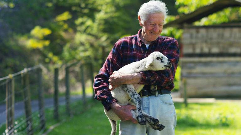 Farmer with sheep, New Zealand