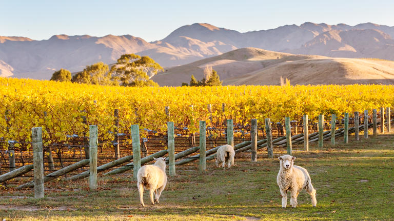 New Zealand Sheep Winery LCT Blog Post