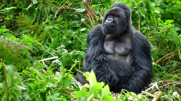 Gorilla, Rwanda