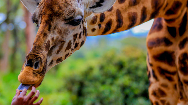 Giraffe being fed pellets at The Giraffe Center in Nairobi County Kenya