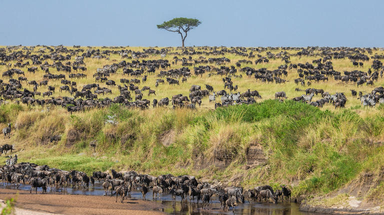 Wildebeest migration in Kenya