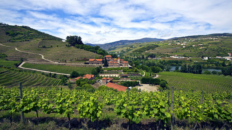 View of Six Senses Doura Valley through vineyard.