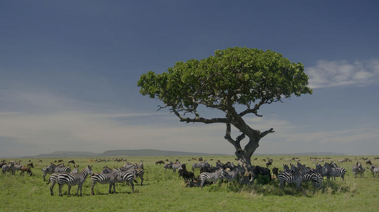 A herd of zebras in the Serengeti