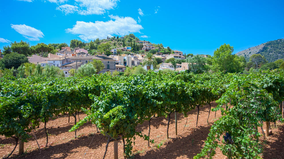 mallorca winery