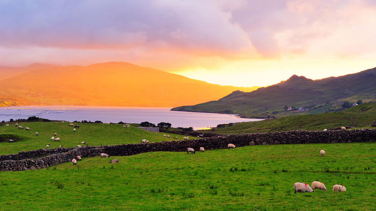 Sheep grazing on shores of Killary Harbour, County Galway, Ireland