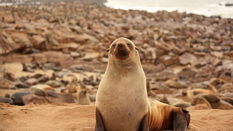 Seal Namib Coast