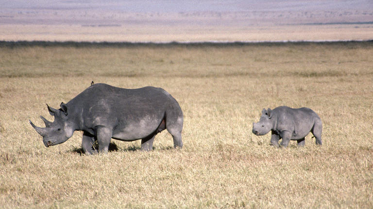 Endangered black rhinos in Ngorongoro Crater
