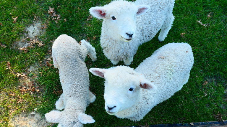 New Zealand Sheep LCT Blog Post