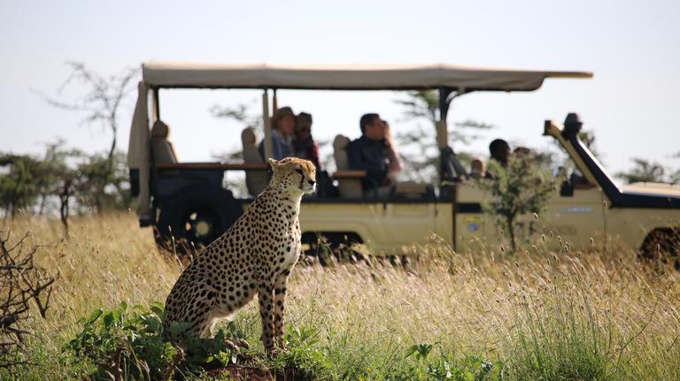 Africa_Cheetah