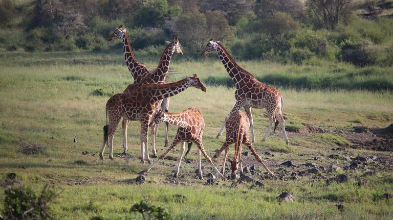 Africa_Giraffes