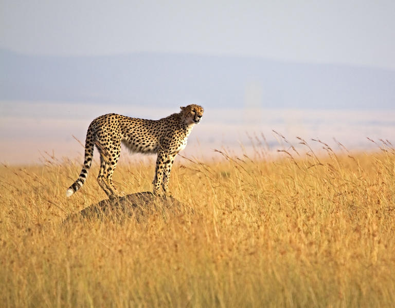 Serengeti Plain, Tanzania