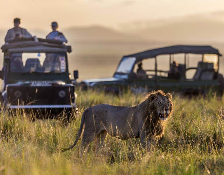 safari with lion, africa