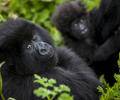 two young gorillas looking at camera