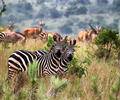 zebras in tall grass