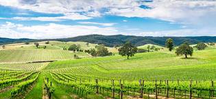 Barossa Valley wine