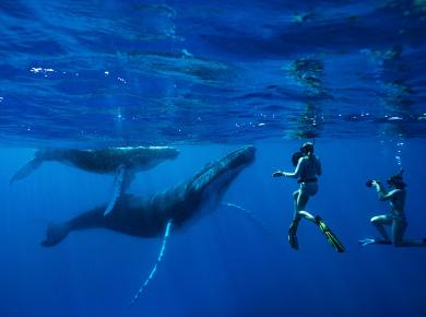 Humpback Whales, Tonga