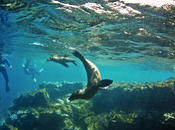 Snorkeling with sea lions, Galápagos Islands, Ecuador